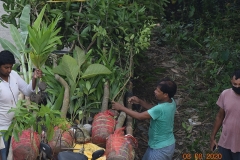 Muktishika-plantation-img6
