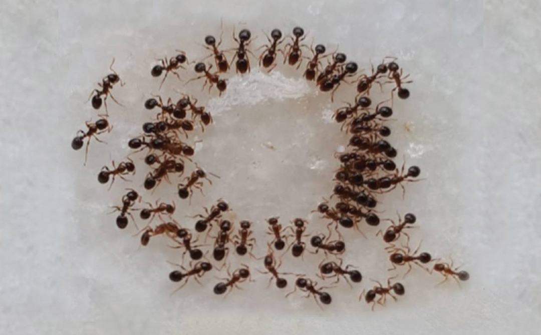 muktisikha-banner6mob